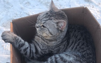 В Оренбурге живодеры связали лапы домашней кошке и выкинули в коробке на мусорку умирать