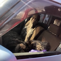 В Оренбурге гость из соседнего государства украл у пенсионерки сумочку за 8 000 рублей