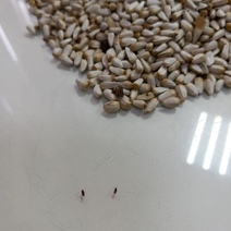 Из Оренбургской области не допустили к вывозу 44 тонны заражённого сафлора