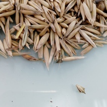 Из Оренбургской области в Иран запретили вывоз 100 тонн заражённого овса