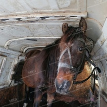 Житель Оренбуржья приехал в Башкирию и украл лошадей