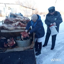 В Оренбургской области пресекли незаконный вывоз 700 килограммов говядины