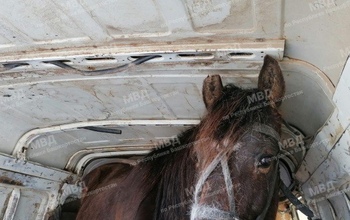Житель Оренбуржья приехал в Башкирию и украл лошадей