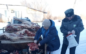 В Оренбургской области пресекли незаконный вывоз 700 килограммов говядины