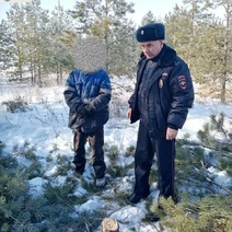 Житель Курманаевского района спилил три сосны, чтобы протопить дом
