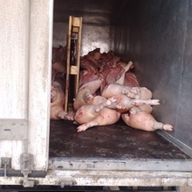 Из Оренбургской области пытались вывезти свинину по поддельным документам