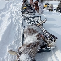 Вину в убийстве лосей взял на себя экс-начальник пассажирского транспорта мэрии Оренбурга (18+)
