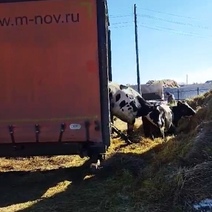 В Оренбургской области отправили на убой КРС, заражённый бруцеллезом и лейкозом