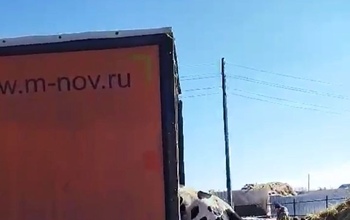 В Оренбургской области отправили на убой КРС, заражённый бруцеллезом и лейкозом