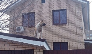 В Оренбурге обнаружены собаки Карлсоны