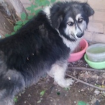 В Оренбурге активизировались догхантеры: будет ли уголовное дело (18+)