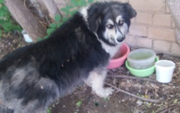 В Оренбурге активизировались догхантеры: будет ли уголовное дело (18+)