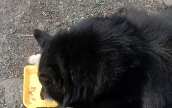 В Оренбурге отказались возбуждать дело из-за отравленных собак (18+)