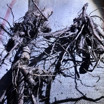 К ввозу в Оренбургскую область не допустили более 4 тонн саженцев