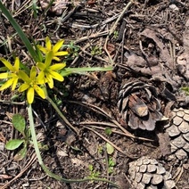 В Бузулукском бору уже радуют первоцветы