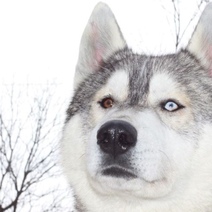 Питомник «Оренбургские хаски» плавает в воде