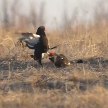 В заповедных степях Оренбуржья начались брачные игры тетеревов