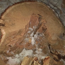 Работник фермы спилил в «Бузулукском бору» два дуба на 1,9 млн. рублей