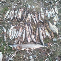 В Саракташском районе рыбаки-браконьеры выслушали приговор суда