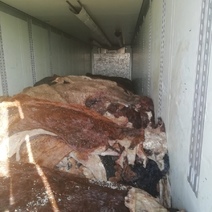 К ввозу в Оренбургскую область не допустили тонны рыбы и шкур КРС