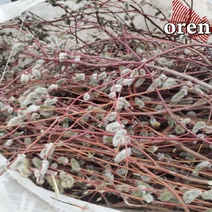 Желающие подзаработать в Оренбурге бросились обрывать вербу