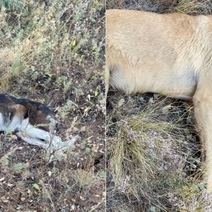 В Оренбургской области жестокий стрелок по бродячим собакам избежал лишения свободы (18+)