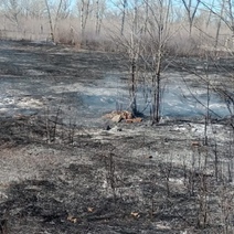 В посёлке Южный Урал разгорелся ландшафтный пожар