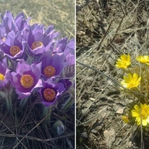 За первоцветы оренбуржцы могут схлопотать штраф до одного миллиона рублей