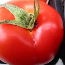 В Оренбургской области в туркменских томатах обнаружили живых гусениц