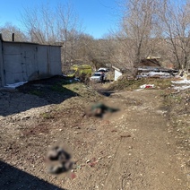 В Оренбурге бездомные собаки загрызли ребенка (18+)