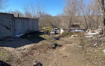 В Оренбурге бездомные собаки загрызли ребенка (18+)