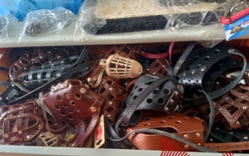 В Оренбурге владельцам чихуахуа и мопсов пора покупать для них намордники