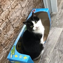 Жители небольшого городка в Оренбуржье в шоке, школьница отчленила голову коту (18+)