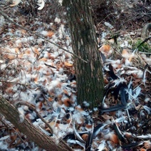 В Оренбургской области браконьер убил двух лебедей (18+)