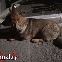 В Оренбурге после нападения бродячей собаки госпитализирован шестилетний мальчик