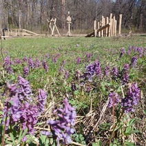 В экопарке «Царь-бор» распустились сон-трава, хохлатки и лапчатка