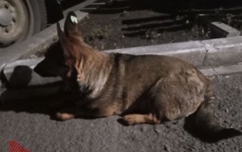 В Оренбурге после нападения бродячей собаки госпитализирован шестилетний мальчик