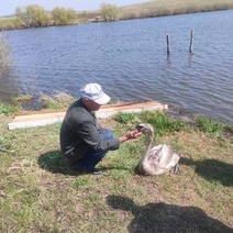 Спасённый в Абдулино лебедь не захотел жить на воле и вернулся к хозяину