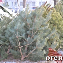 С «чёрных лесорубов» из Оренбургской области взыскали 11 млн. рублей