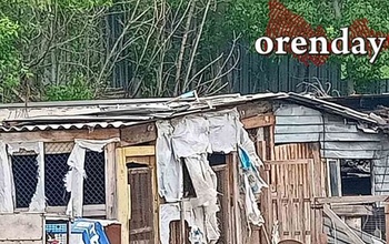 Жители Оренбурга заперли в сарае свору бродячих собак, загрызших внутри хряка (18+)