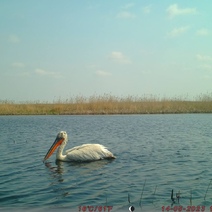 В Оренбургской области на отдых остановился кудрявый пеликан