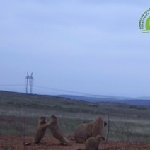 Сурки, обитающие в Губерлинских горах, передали привет оренбуржцам