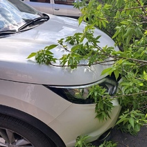 В Оренбурге на проезжую часть упало дерево и повредило два авто