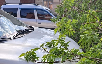 В Оренбурге на проезжую часть упало дерево и повредило два авто