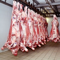 В Оренбуржье более 7 тонн мяса от больного бруцеллезом скота готовили к реализации