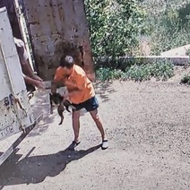 Неизвестные подбросили бездомных собак к приюту, сославшись на приказ мэрии