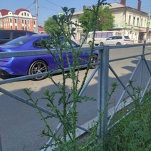 Естественная флора столицы Степного края