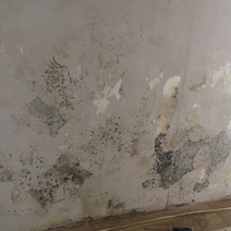 Оренбургская семья купила квартиру в новостройке с плесенью