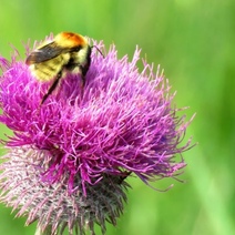 Оренбуржцев достают мошки и комары