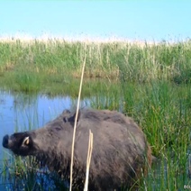 Дикие хрюши охлаждаются в светлинском джакузи